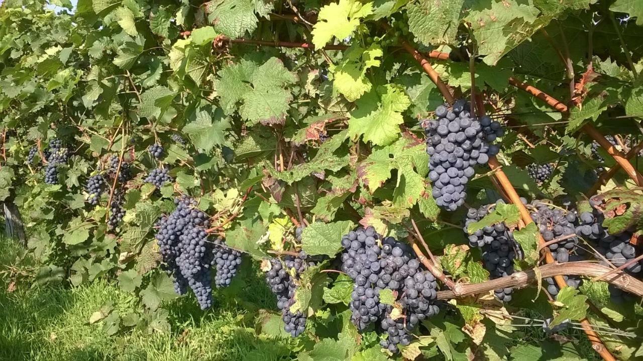 Ferienwohnung In Hahnheim, Rheinhessen Ngoại thất bức ảnh