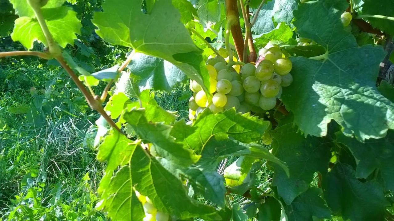 Ferienwohnung In Hahnheim, Rheinhessen Ngoại thất bức ảnh